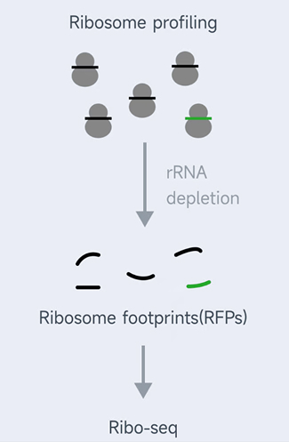 传统rRNA去除方法的局限性