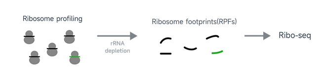 传统rRNA去除方法的局限性