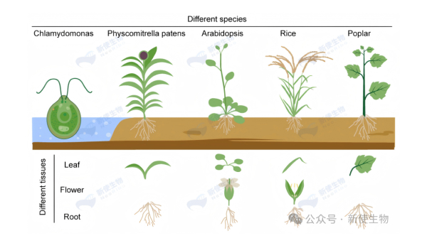 植物物种覆盖图