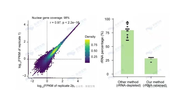 线粒体与叶绿体翻译同步解析
