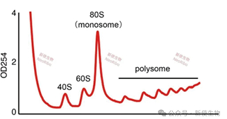 多聚核糖体分析曲线