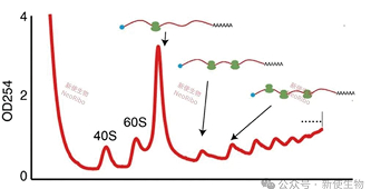多聚核糖体测序曲线