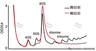 酶切多聚核糖体分析曲线