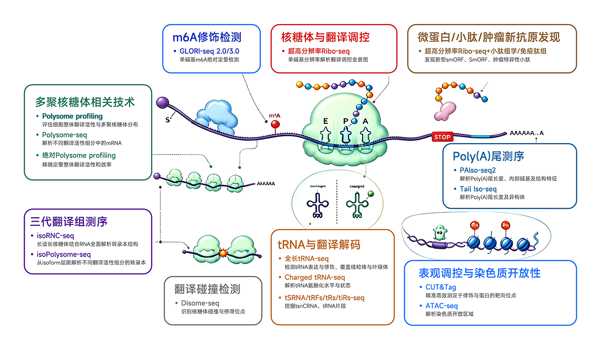 翻译组技术图谱